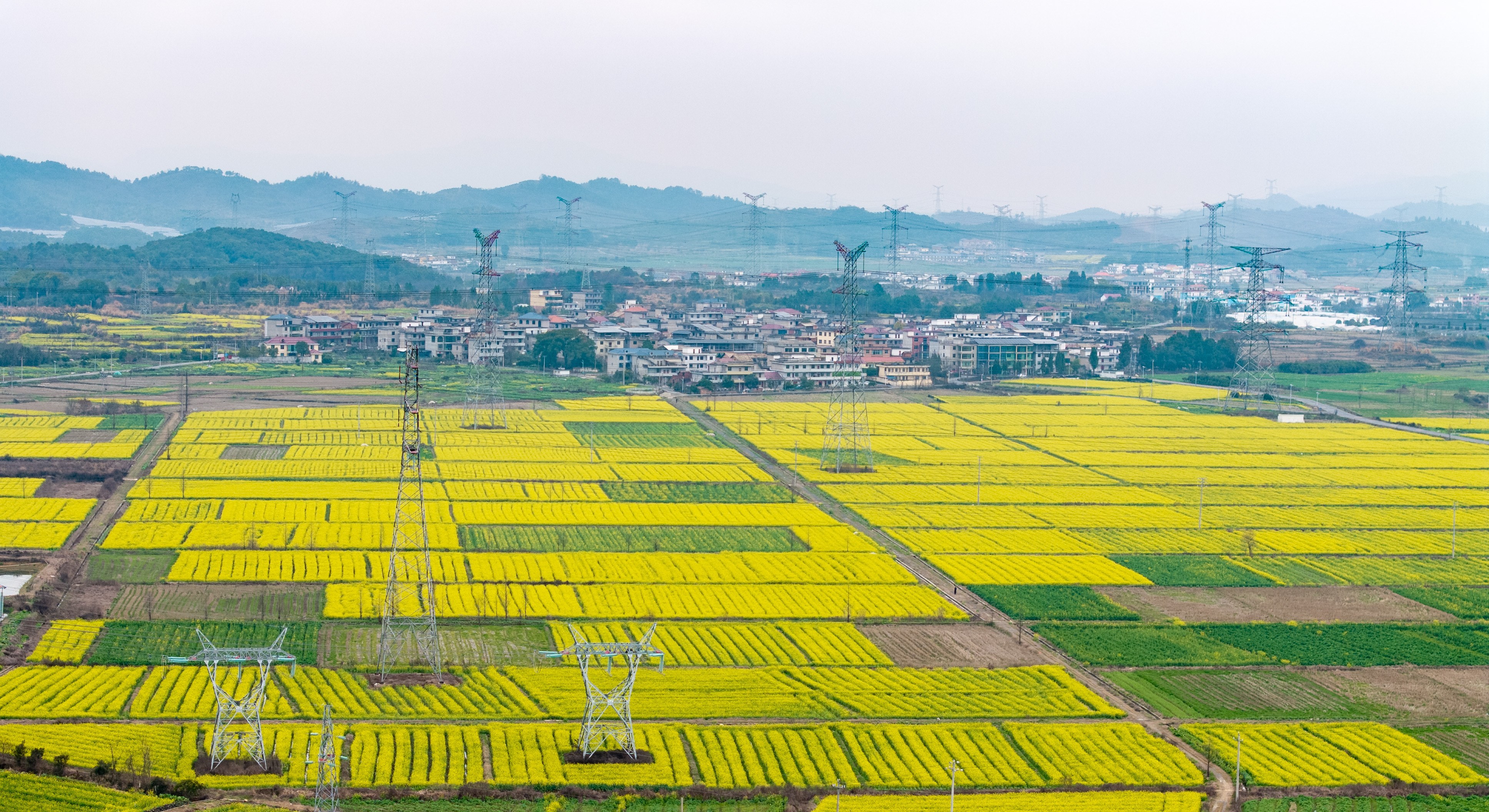 周末去哪儿？新余这片油菜花海等你来打卡