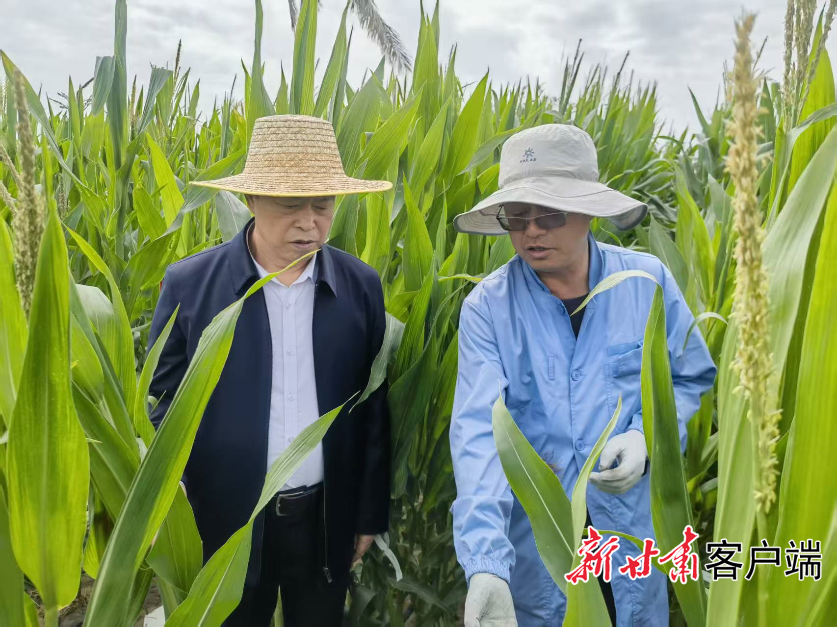 科技人员查看玉米生长情况