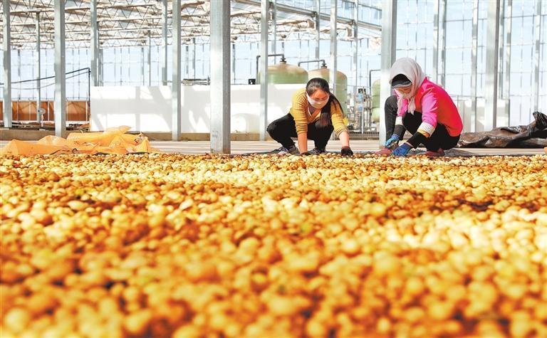 工人们在收获马铃薯种薯　窦斌