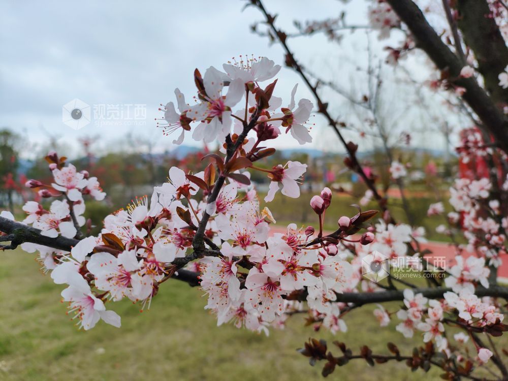 3月3日，江西省永新县东里新区泰康南路的紫叶李进入盛花期。道路两旁成排的花树沿街而立，细密的花朵缀满枝头，白里透粉，色彩清新，将春日街头装扮得生机盎然。