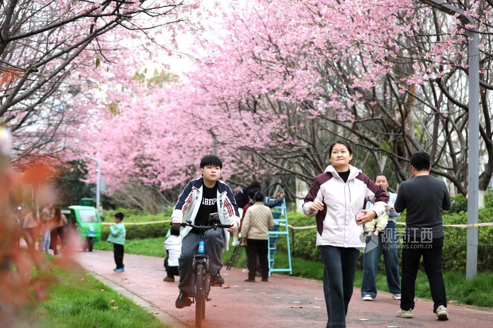 2026年2月27日，在江西省赣州蓉江新区滨江公园，市民游客漫步在樱花小径上，尽享春日惬意时光。
