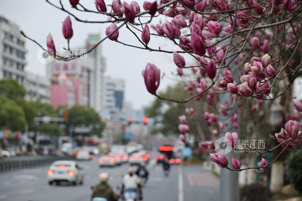 江西新余:玉兰花开(图)