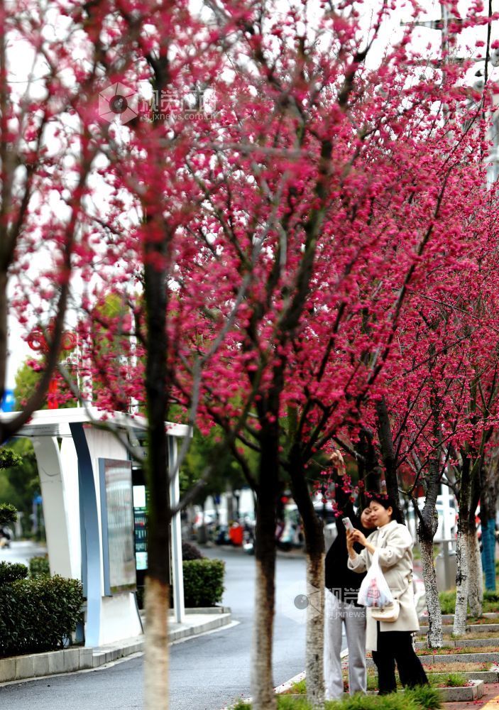 江西分宜：春雨润樱色（图）