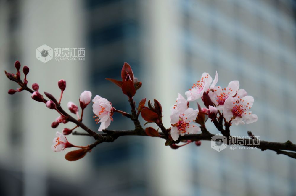 3月3日，江西省永新县东里新区泰康南路的紫叶李进入盛花期。道路两旁成排的花树沿街而立，细密的花朵缀满枝头，白里透粉，色彩清新，将春日街头装扮得生机盎然。