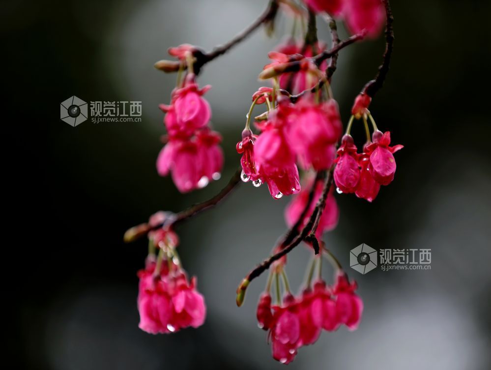 江西分宜：春雨润樱色（图）