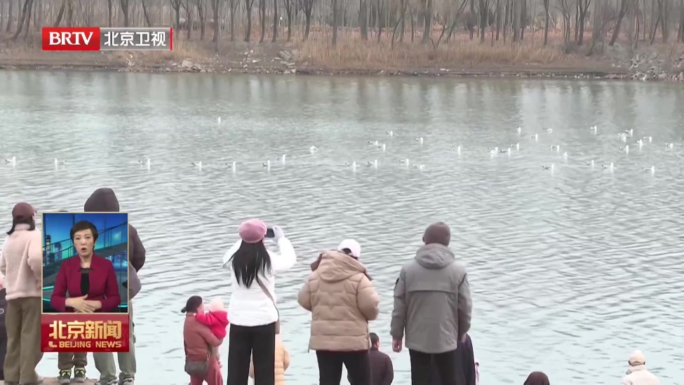 候鸟北归 灵动身影为京城增添勃勃生机