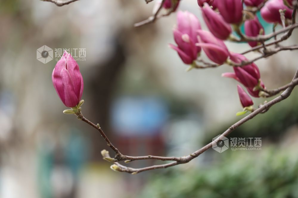 江西新余:玉兰花开(图)