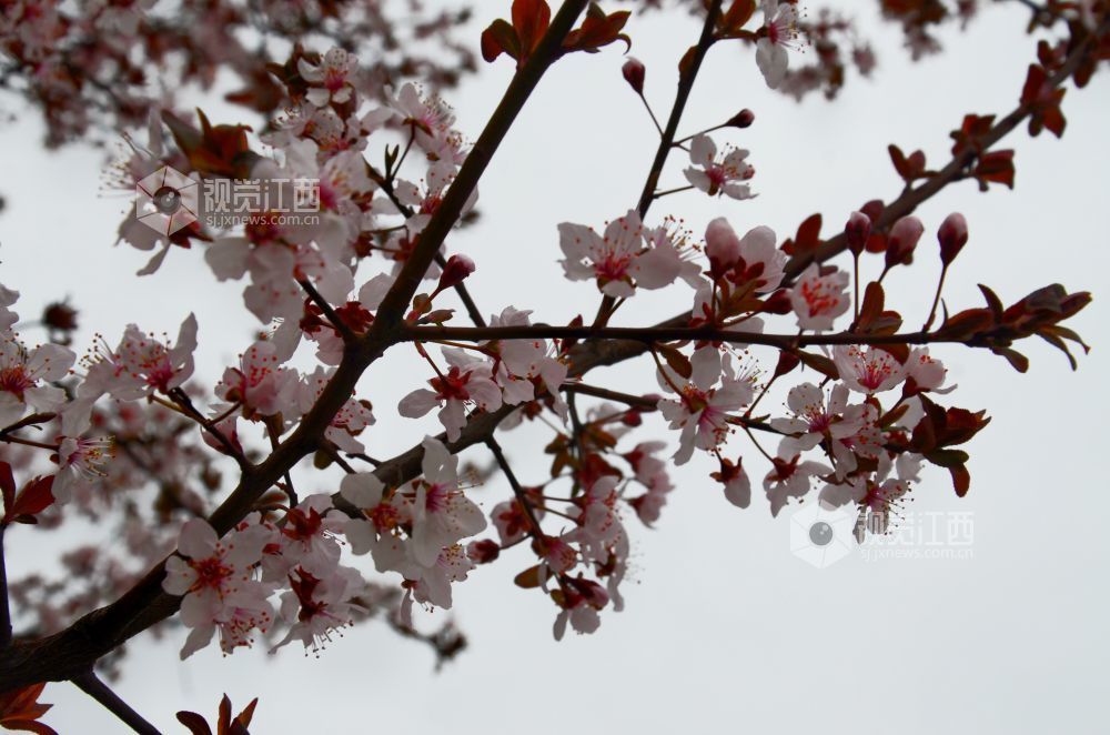 3月3日，江西省永新县东里新区泰康南路的紫叶李进入盛花期。道路两旁成排的花树沿街而立，细密的花朵缀满枝头，白里透粉，色彩清新，将春日街头装扮得生机盎然。