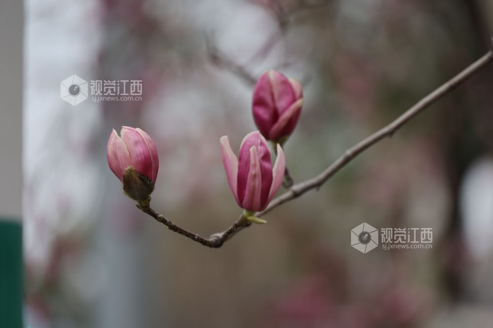江西新余:玉兰花开(图)