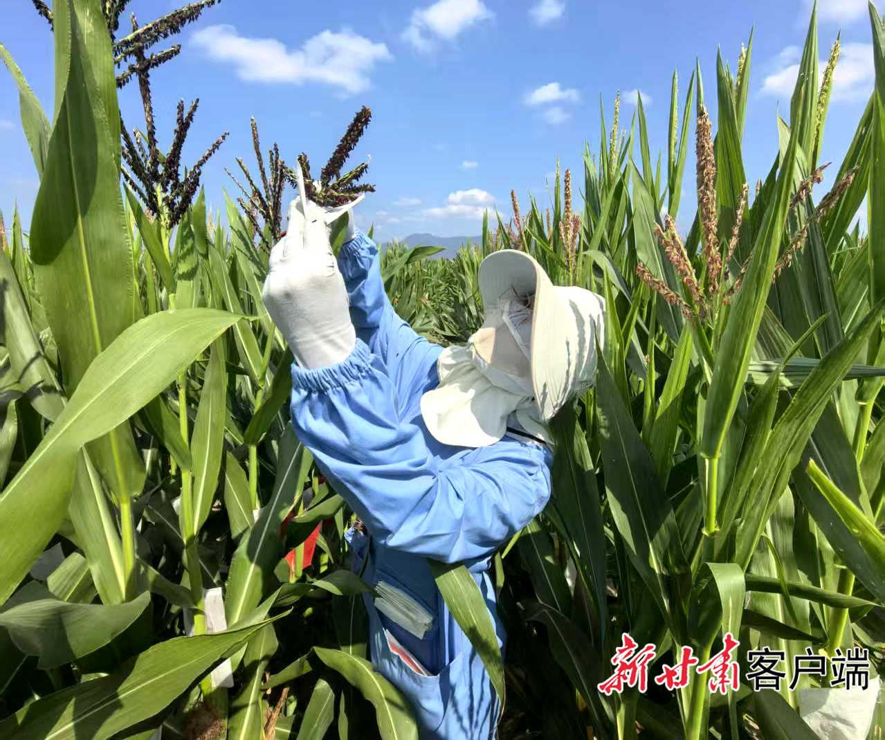 科技人员正在为玉米授粉