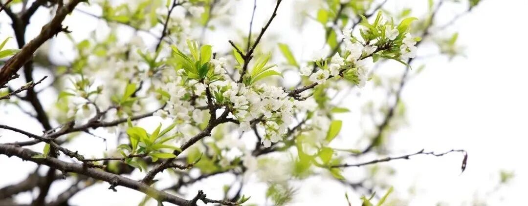浪漫启春！这份赣州春日赏花攻略请收好