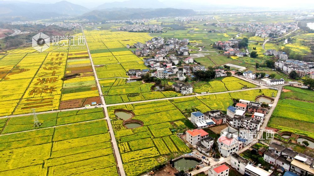 2026年3月4日,江西省遂川县枚江镇万亩油菜花竞相绽放,金色花海与田园村落交相辉映,田间创意景观与秀美风光融为一体,勾勒出生态宜居、产业兴旺的乡村振兴新图景