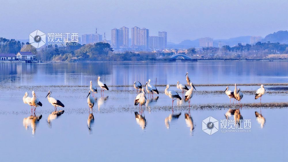 东方白鹳在介溪湿地栖息觅食。