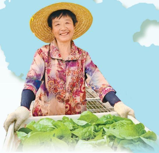 农户正在采摘蔬菜　安娜　摄