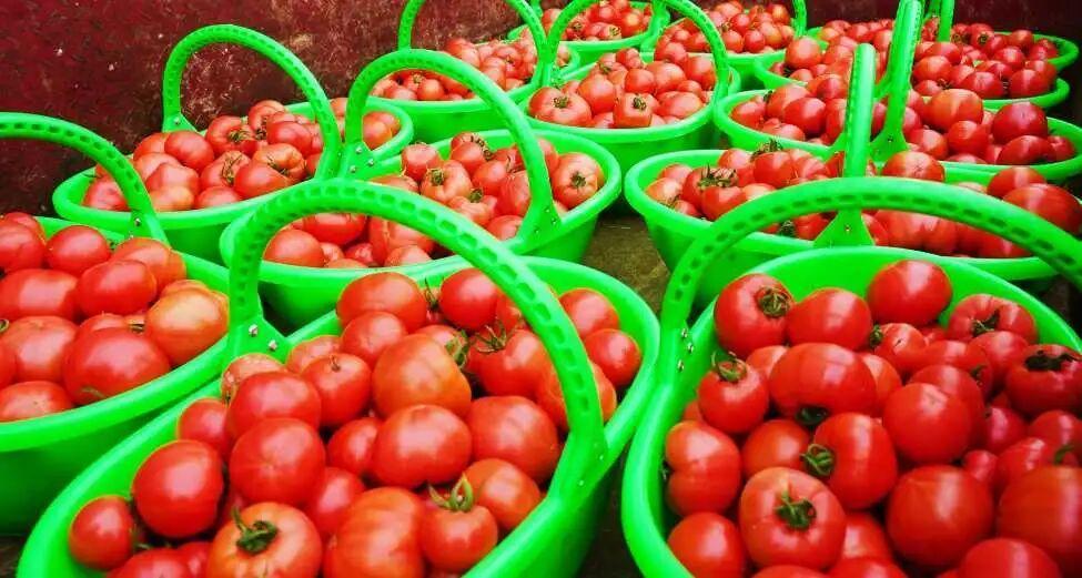 乡村振兴有看头 “春日经济”甜到心里头