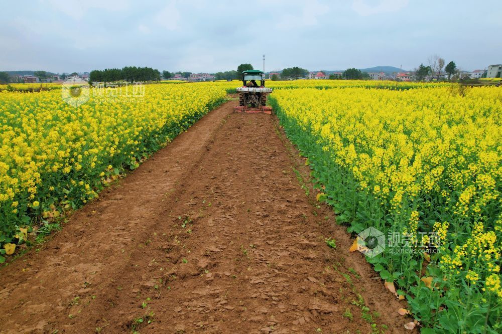 2026年3月4日，江西省吉安市泰和县万合镇前进村，农民驾驶拖拉机正在翻耕整地，准备春播春种。