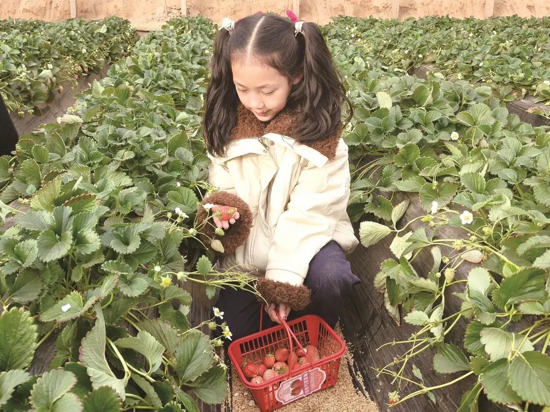 草莓棚里的增收“密码”