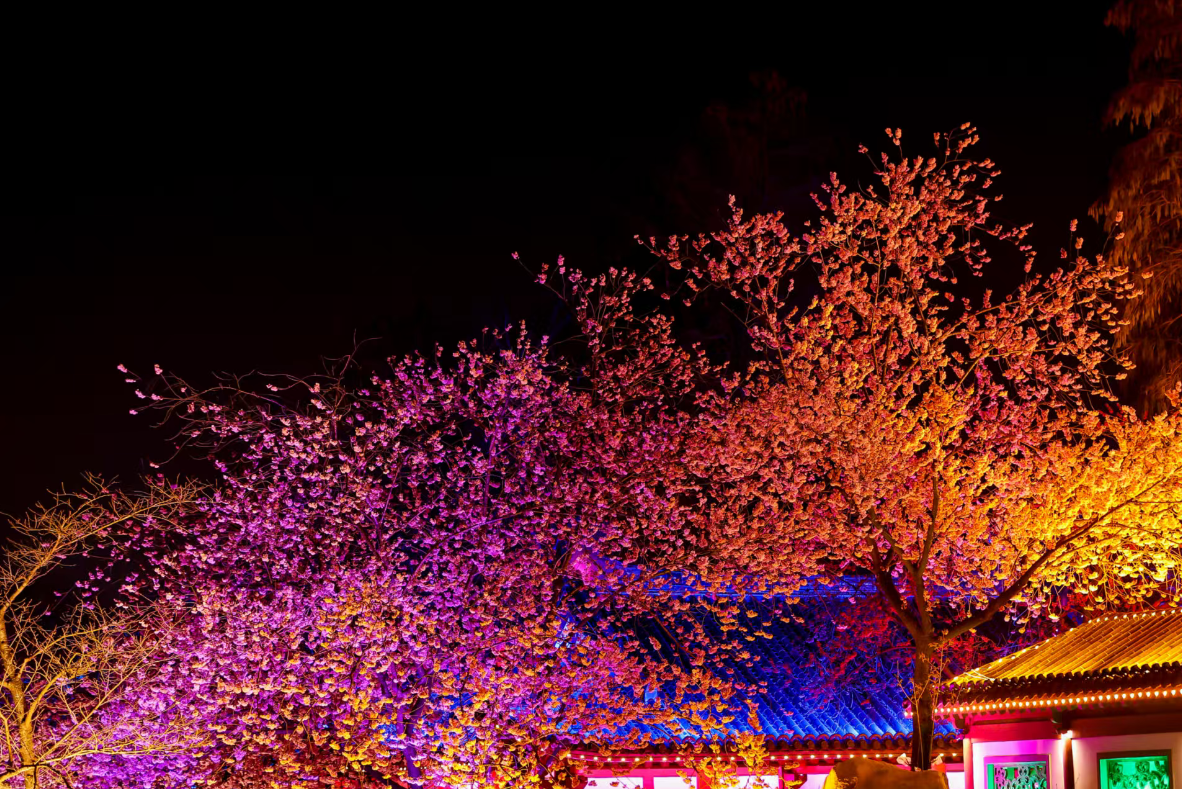 相约春天赏樱花,我在武汉东湖等你