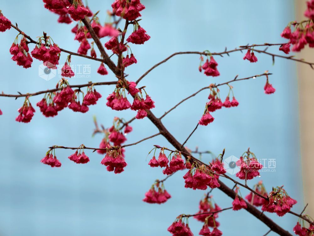 江西分宜：春雨润樱色（图）