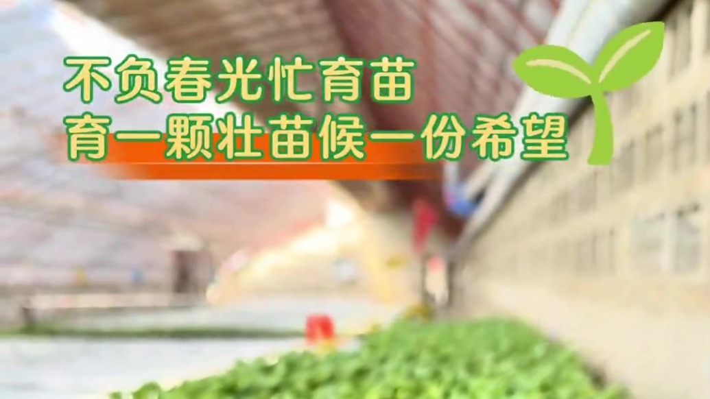这是“农”啥嘞？甘肃肃州不负春光忙育苗