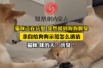 正在撒娇的小猫发现狗子脚臭，亲自给示范怎么清洁  咪:不是哥们平时不洗脚啊