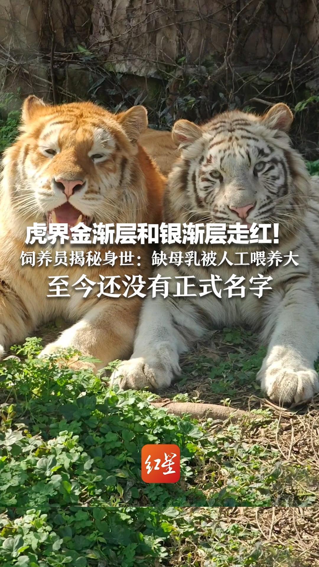 虎界金渐层和银渐层走红！被网友戏称“没头脑”和“不高兴”饲养员揭秘身世：缺母乳被人工喂养大 至今还没有正式名字