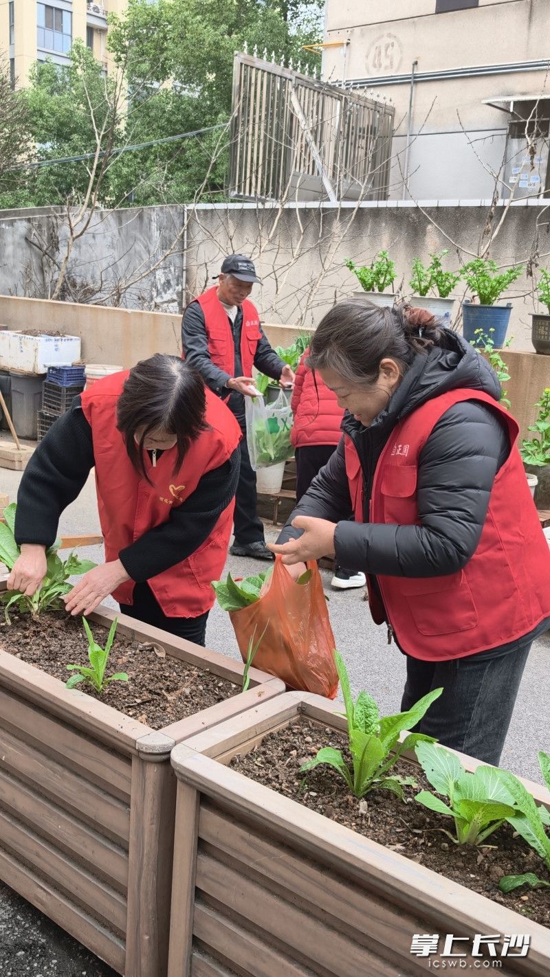 小区居民收获自己种植的蔬菜。