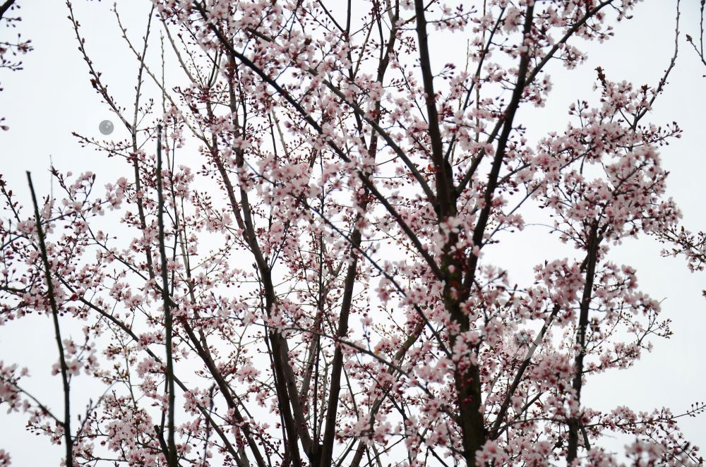 3月3日，江西省永新县东里新区泰康南路的紫叶李进入盛花期。道路两旁成排的花树沿街而立，细密的花朵缀满枝头，白里透粉，色彩清新，将春日街头装扮得生机盎然。