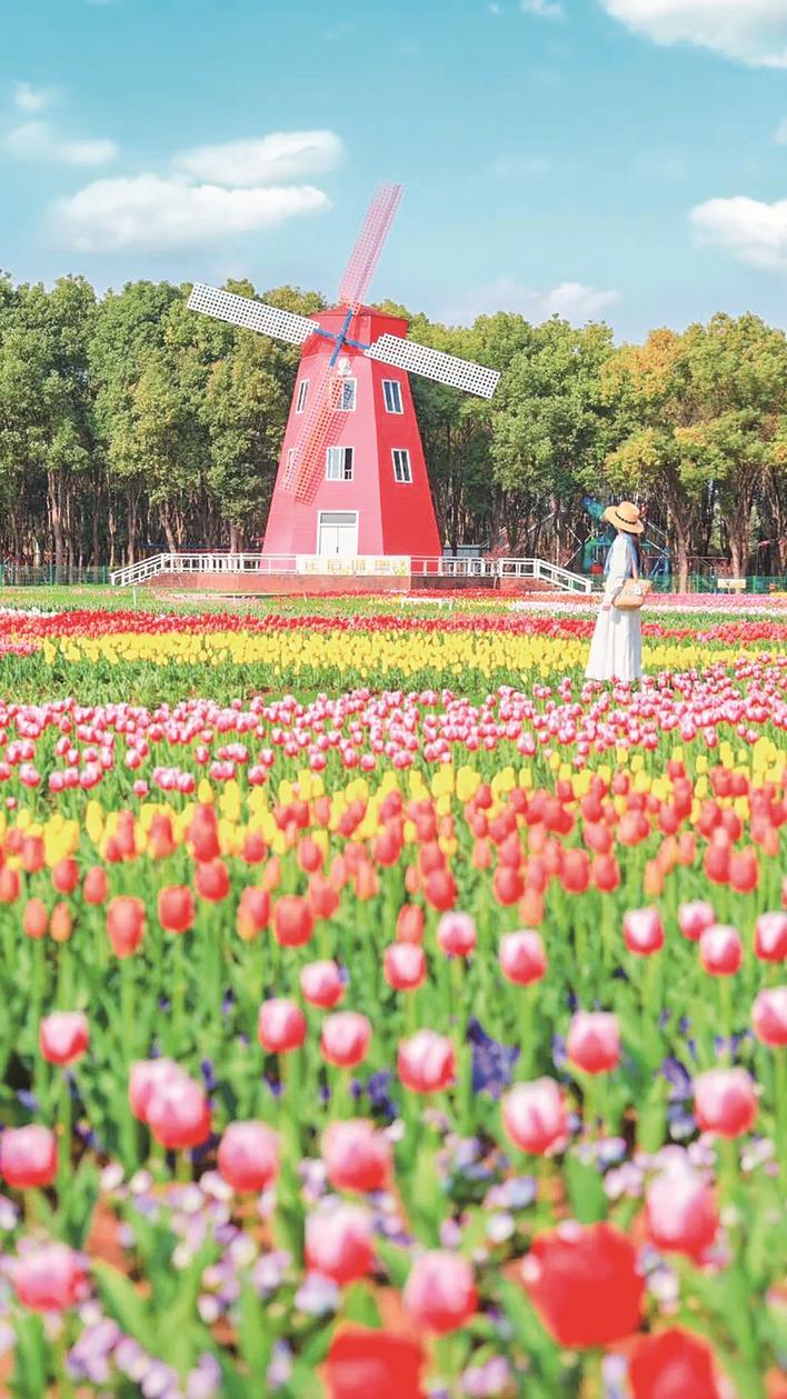 武汉市东西湖郁金香主题公园第十四届郁金香花展3月7日开园迎客 通讯员张野摄