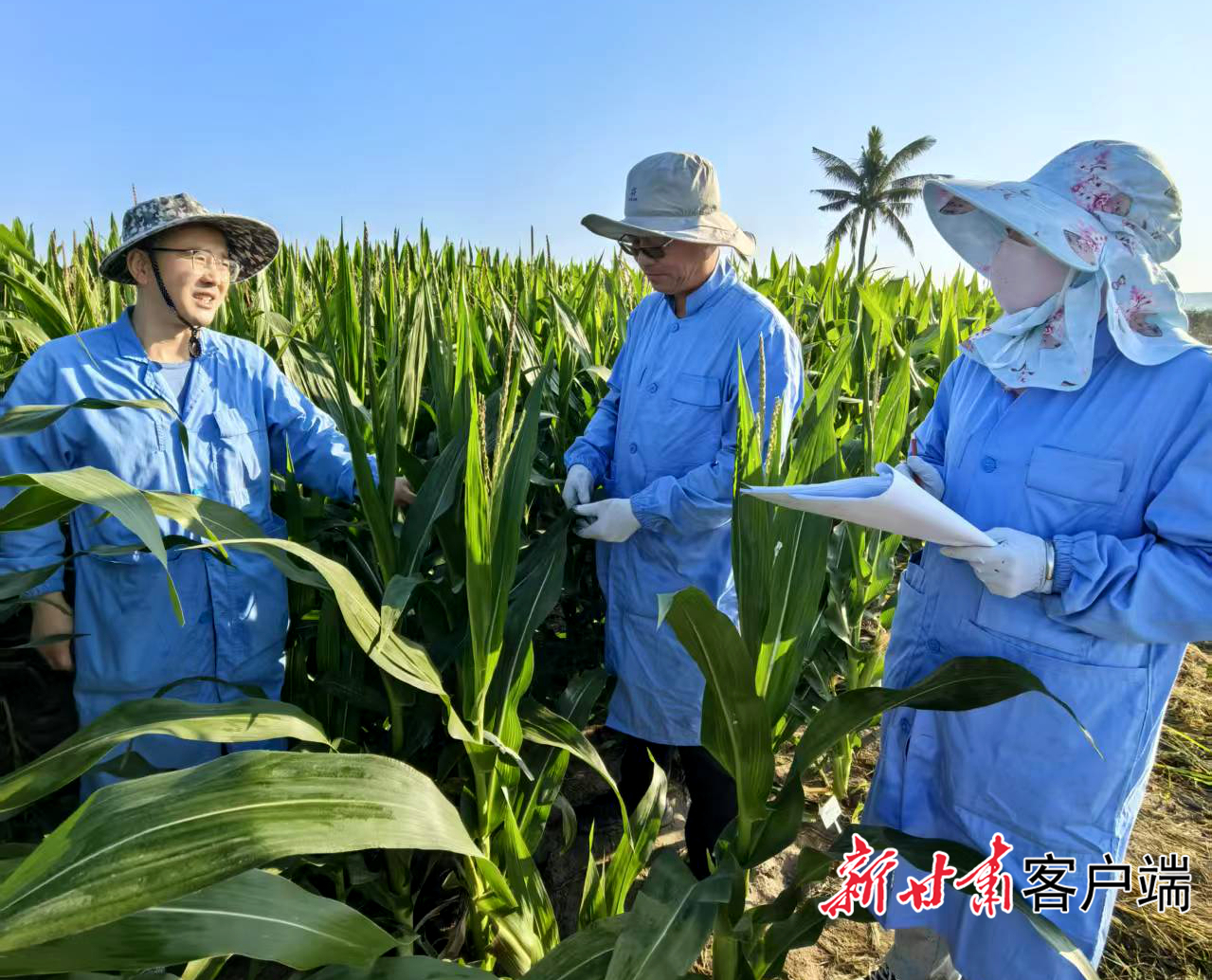 科技人员记录玉米生长数据