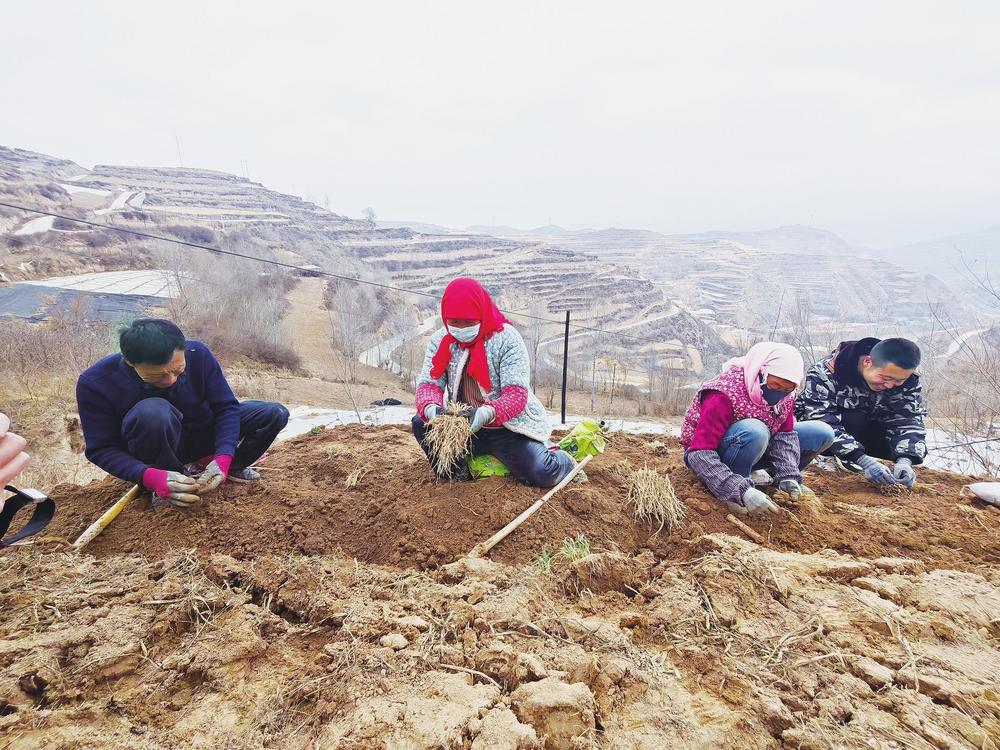 宕昌县药农在采挖药苗 新甘肃·甘肃经济日报通讯员 刘辉 摄