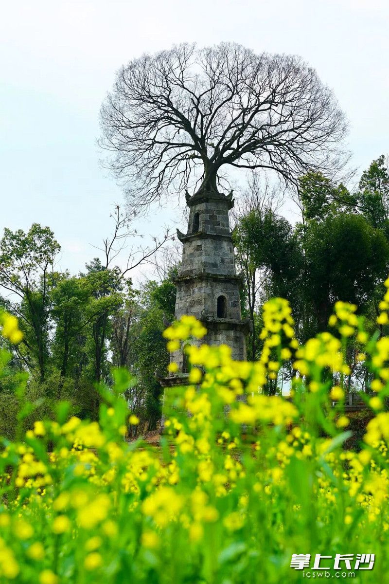 花海旁，茶亭百年惜字塔静静矗立。