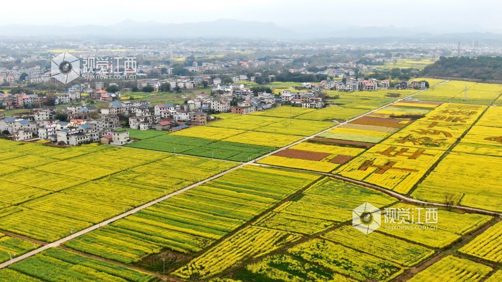 2026年3月4日,江西省遂川县枚江镇万亩油菜花竞相绽放,金色花海与田园村落交相辉映,田间创意景观与秀美风光融为一体,勾勒出生态宜居、产业兴旺的乡村振兴新图景