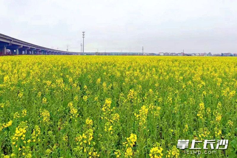 驱车沿湘江北上，一路繁花相伴。