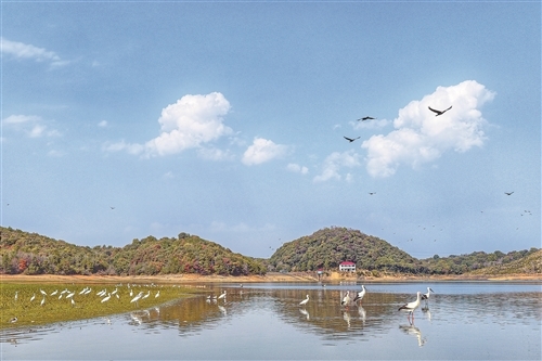 乐平：水库“贵客”（图）