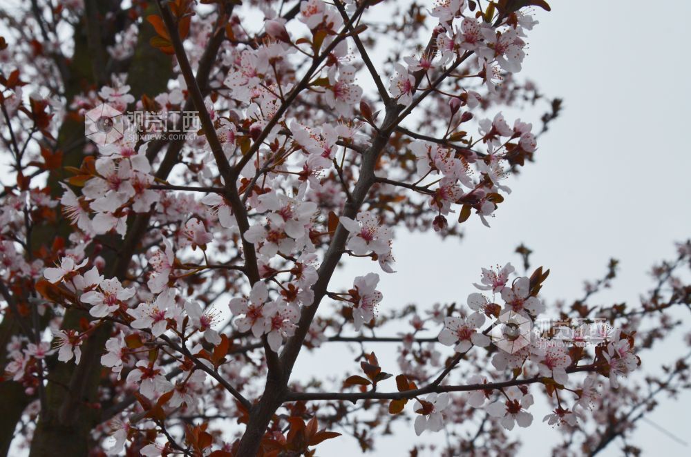 3月3日，江西省永新县东里新区泰康南路的紫叶李进入盛花期。道路两旁成排的花树沿街而立，细密的花朵缀满枝头，白里透粉，色彩清新，将春日街头装扮得生机盎然。