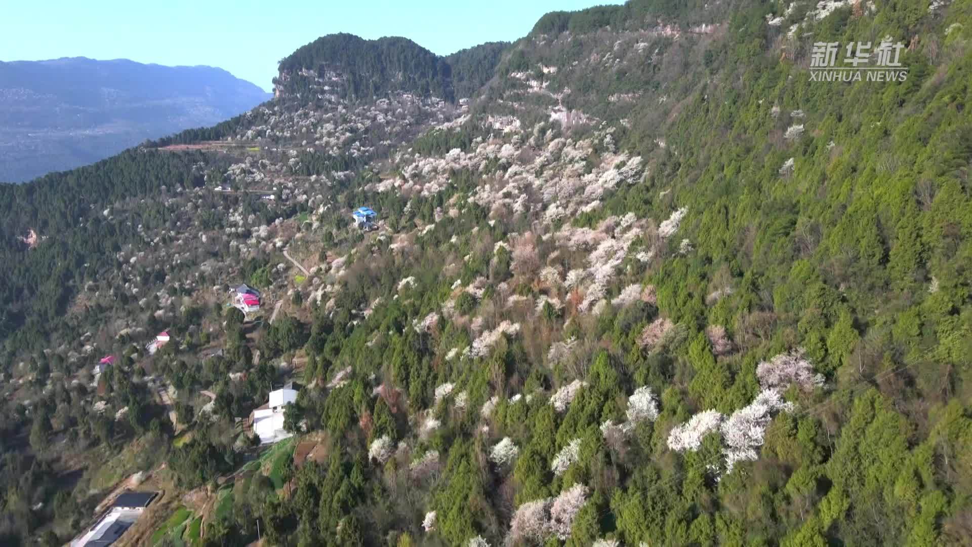瞰中国｜四川苍溪：十里樱花绣春山