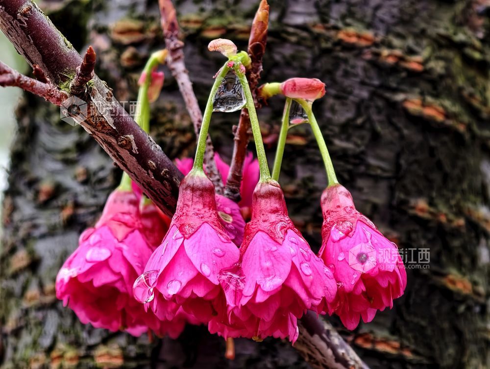 江西分宜：春雨润樱色（图）