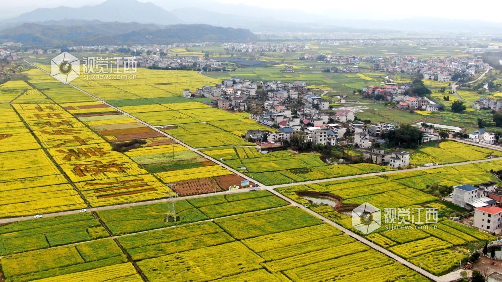 2026年3月4日,江西省遂川县枚江镇万亩油菜花竞相绽放,金色花海与田园村落交相辉映,田间创意景观与秀美风光融为一体,勾勒出生态宜居、产业兴旺的乡村振兴新图景