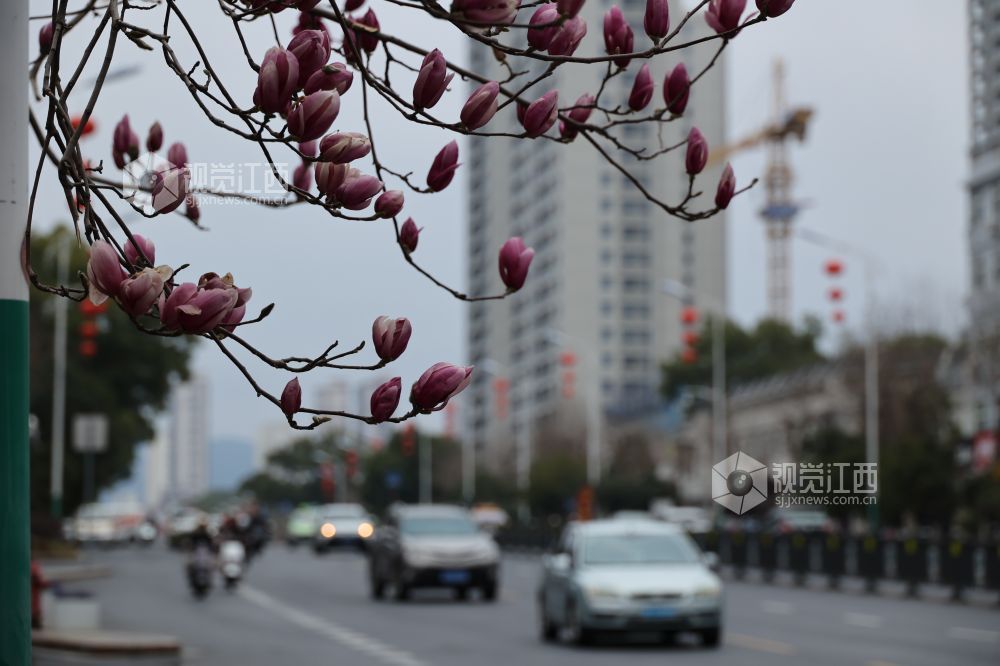 江西新余:玉兰花开(图)