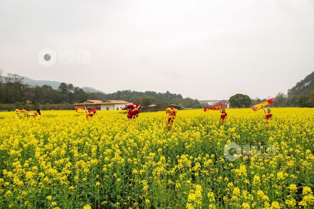 春日的江西省吉安市青原山风景区，油菜花田宛如一片金色的海洋，微风拂过，泛起层层金色波浪，花香四溢，沁人心脾。