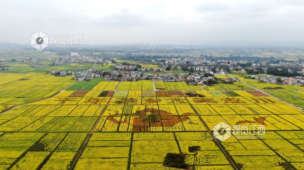 2026年3月4日,江西省遂川县枚江镇万亩油菜花竞相绽放,金色花海与田园村落交相辉映,田间创意景观与秀美风光融为一体,勾勒出生态宜居、产业兴旺的乡村振兴新图景