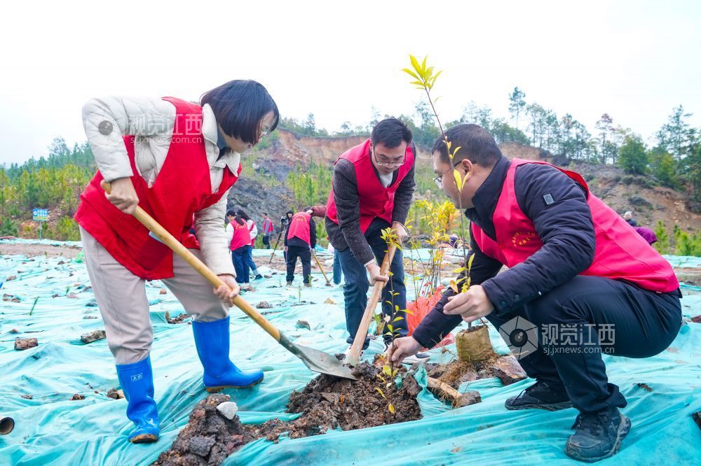 植树添绿（图）