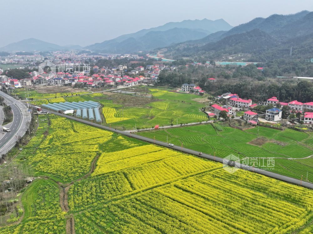 江西芦溪：以花为媒 “扮靓”乡村振兴路（图）