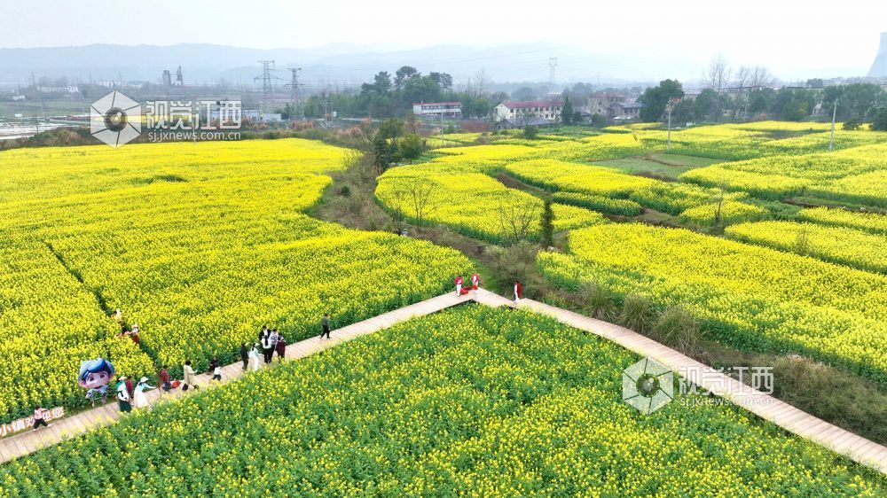 江西分宜：油菜花海赏春光（图）