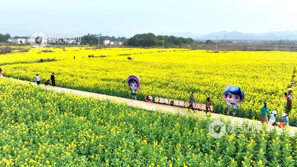 江西分宜：油菜花海赏春光（图）