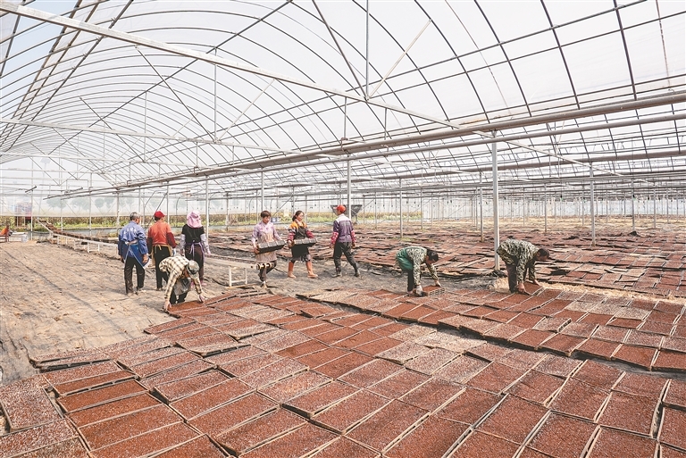 新余：早稻育秧备春耕（图）