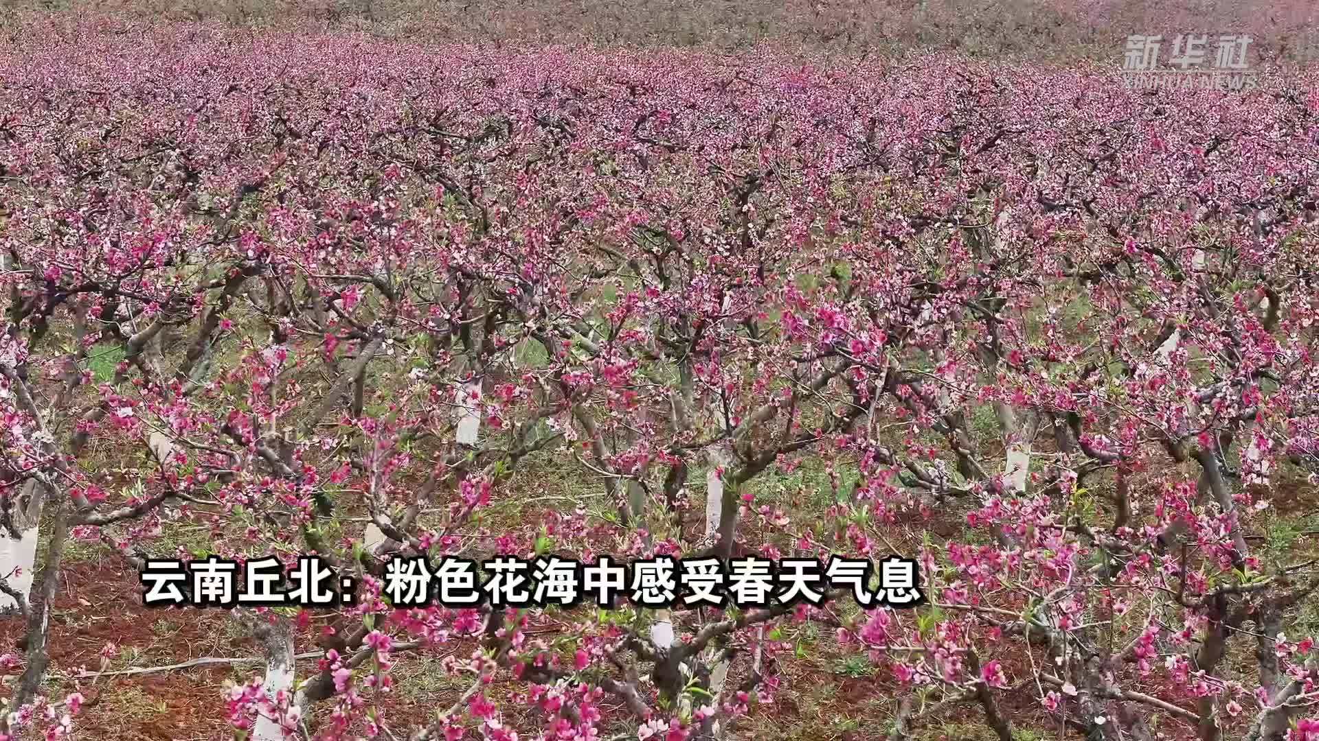 云南丘北：粉色花海中感受春天气息
