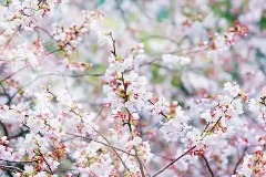 免费畅游！3月去庐山真的太“香”了