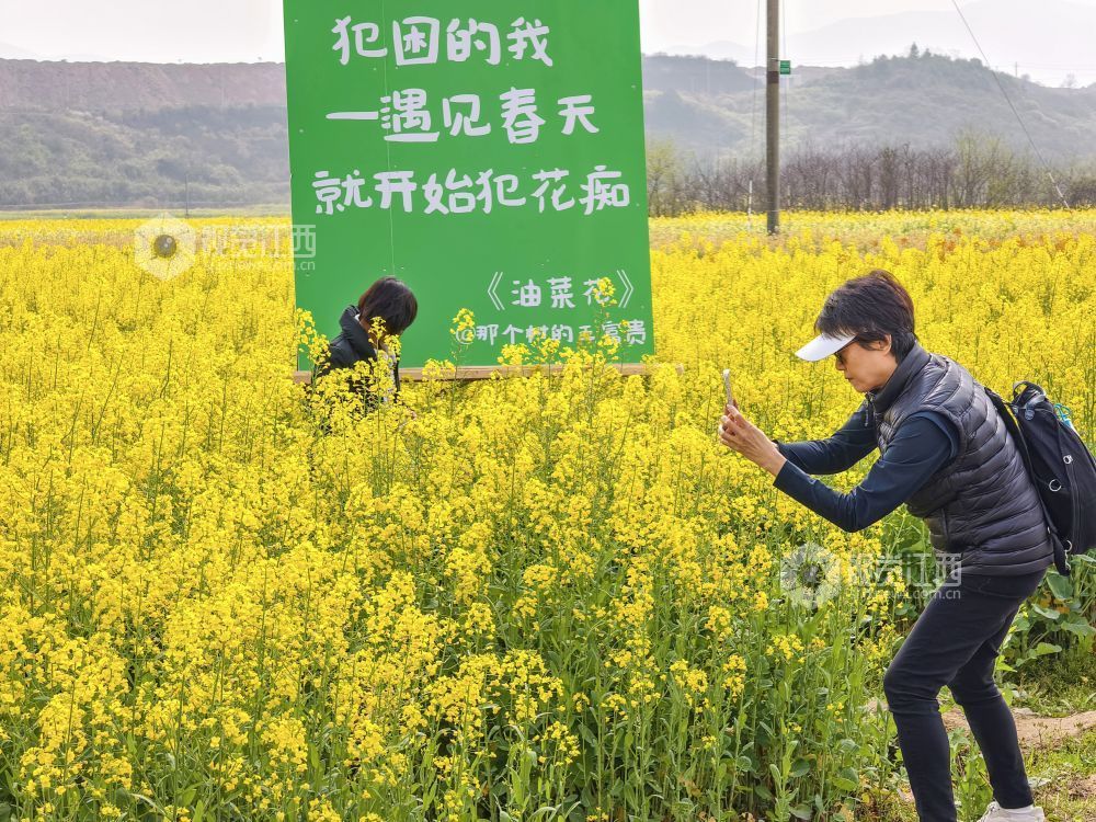 江西遂川：油菜花海笑迎“香港客”（图）